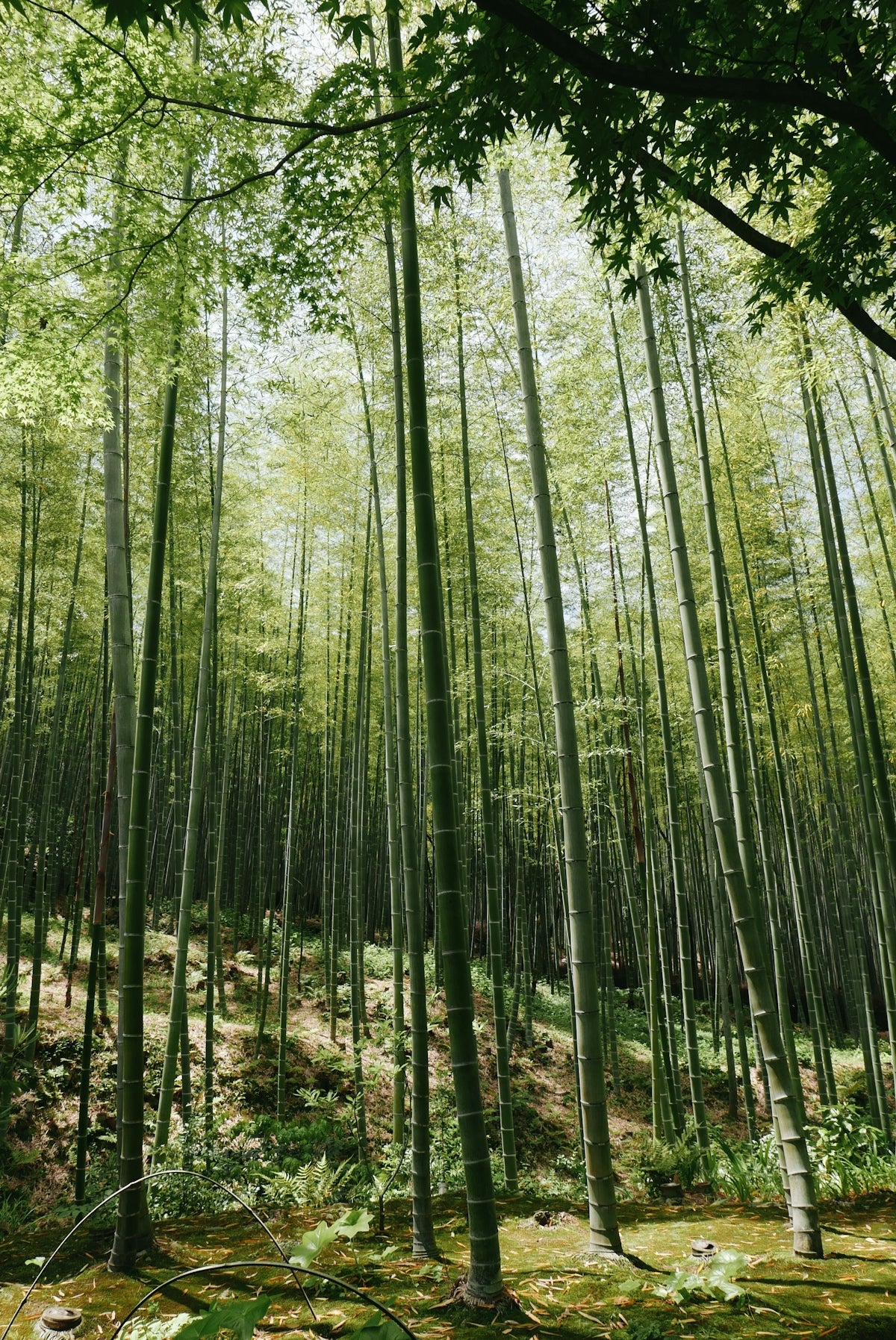 De top eco-vriendelijke aspecten van bamboe papieren producten - Babo Bambo