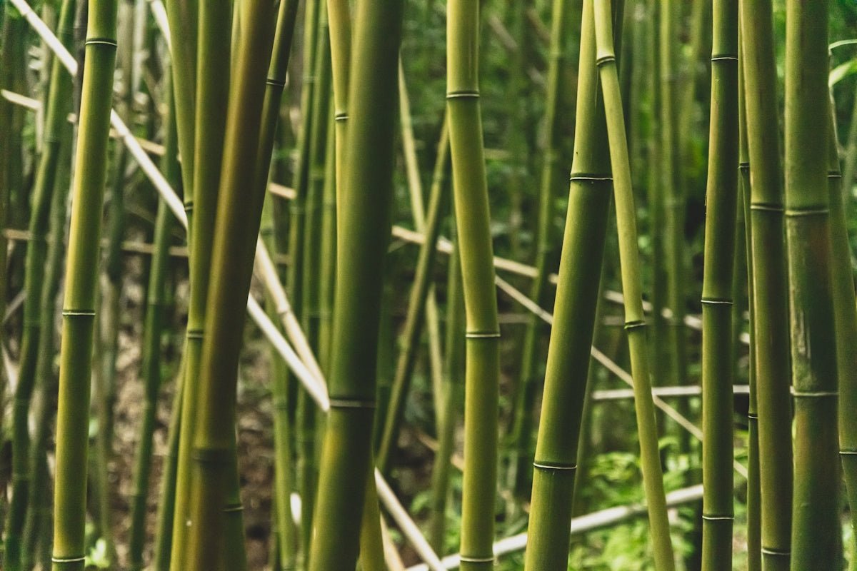 Het ecologische voordeel van bamboe in toilet paperproducten ontdekken - Babo Bambo